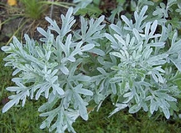 Wormwood to remove parasites
