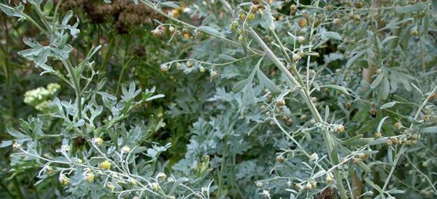 Wormwood against parasites in the body